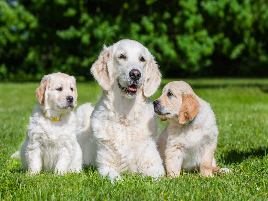 Mother dog with puppies - CALVENDO photo puzzle 
