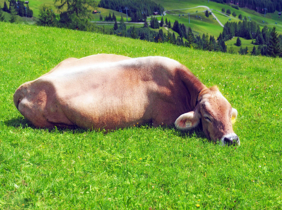 Allgäuer Kuh beim chillen - CALVENDO Foto-Puzzle