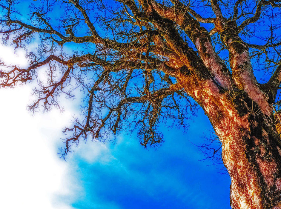 Tree in the Allgäu - CALVENDO photo puzzle 