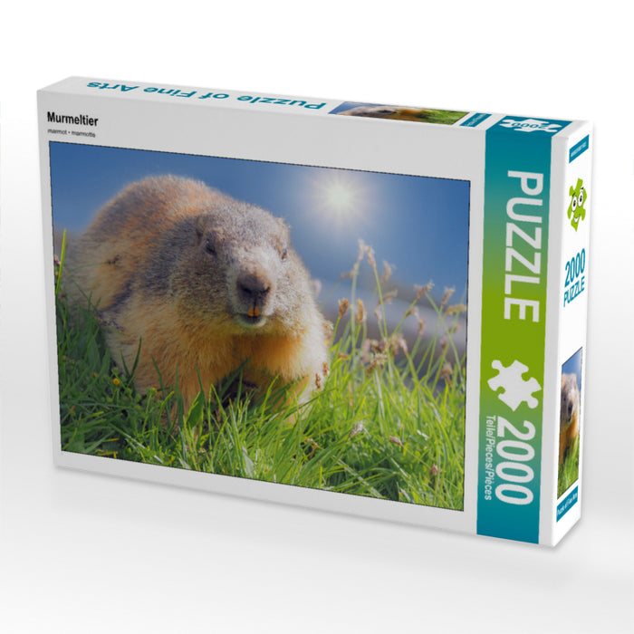 Marmotte - Puzzle photo CALVENDO 