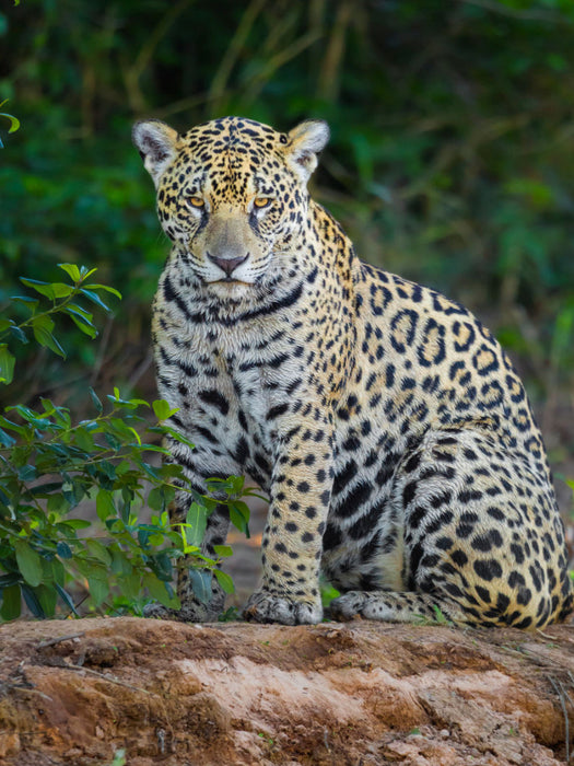 Jaguar (Panthera onca) - CALVENDO photo puzzle 