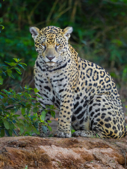 Jaguar (Panthera onca) - Puzzle photo CALVENDO 