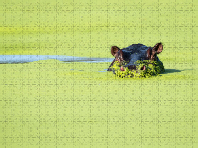 Hippopotame - Puzzle photo CALVENDO 
