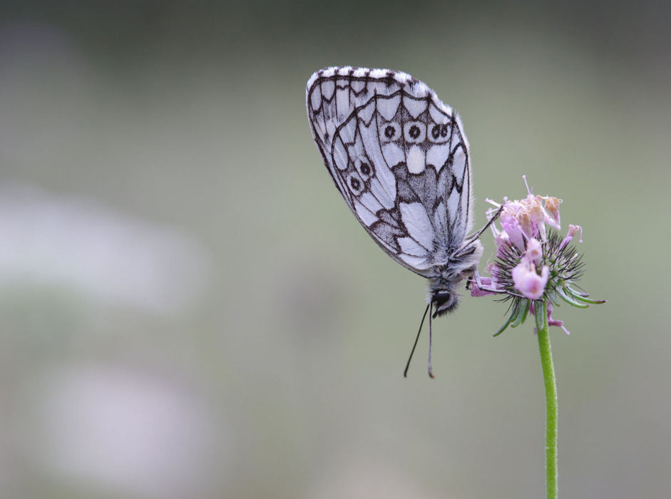 Posé sur une fleur - Puzzle photo CALVENDO 