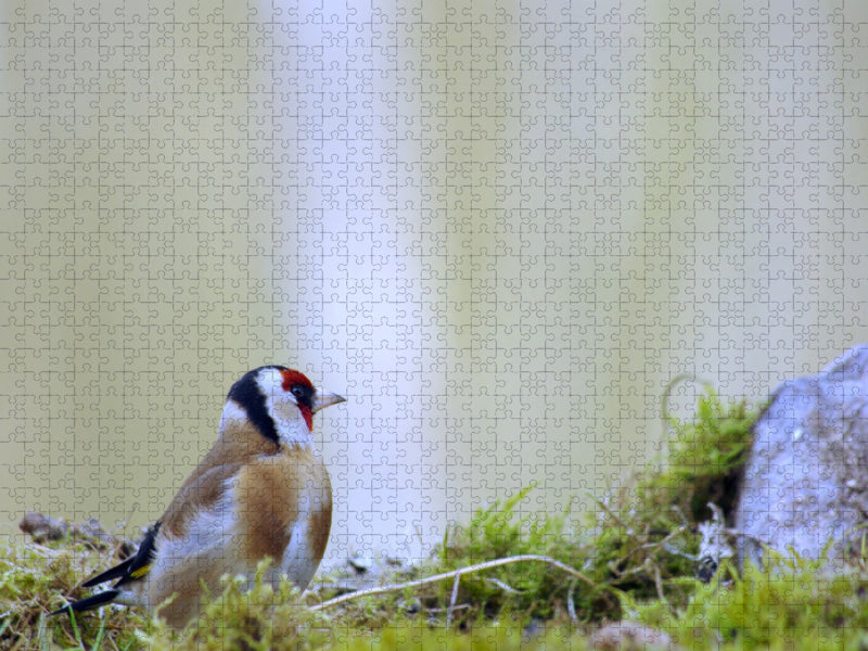 Goldfinch - CALVENDO photo puzzle 