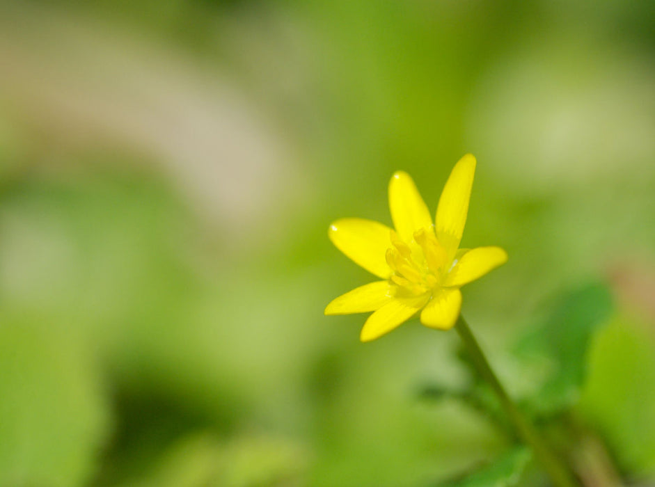 Ein Bild des Passion for Flowers-Kalenders - CALVENDO Foto-Puzzle