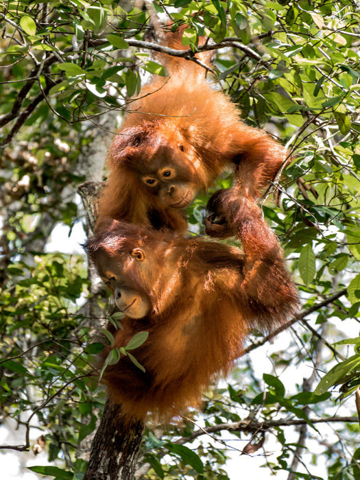 Le comportement social des orangs-outans est largement similaire à celui des humains - Puzzle photo CALVENDO 