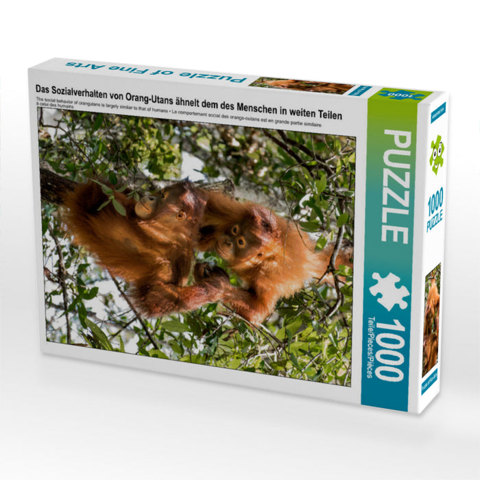 Le comportement social des orangs-outans est largement similaire à celui des humains - Puzzle photo CALVENDO 