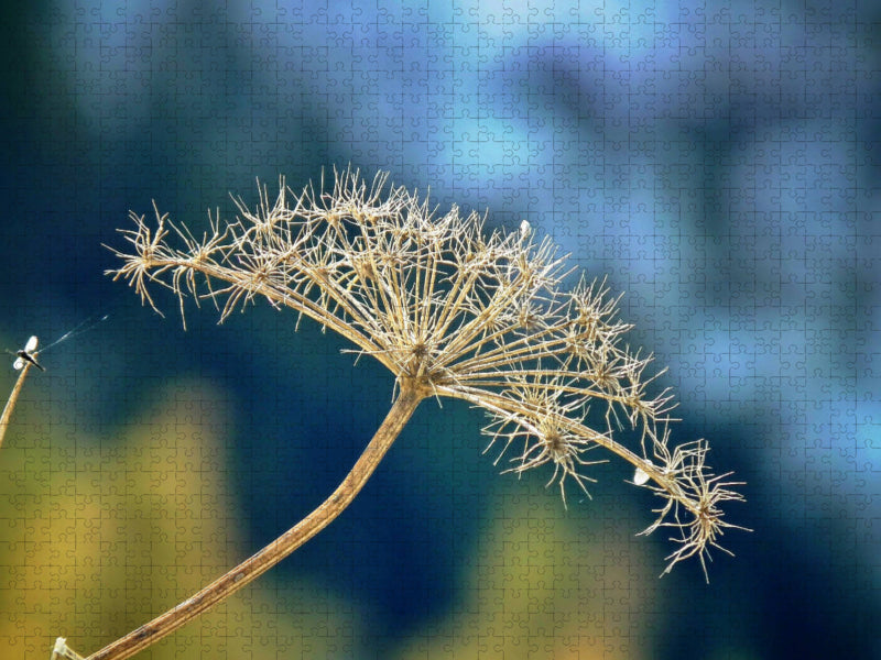 Ausgeblüht - CALVENDO Foto-Puzzle