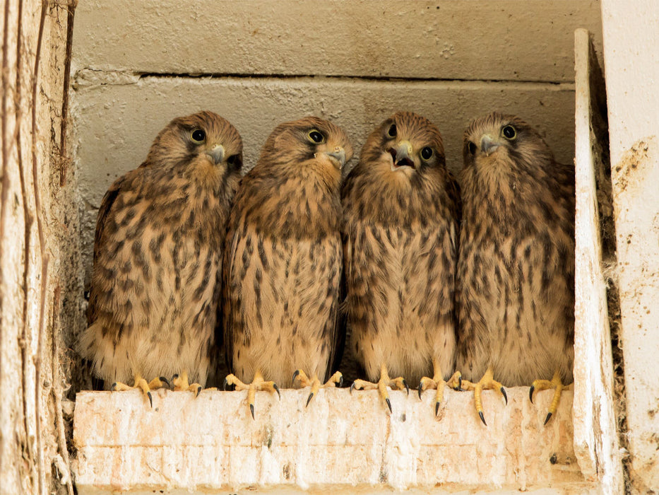 Jeunes oiseaux dans le nichoir - Puzzle photo CALVENDO 