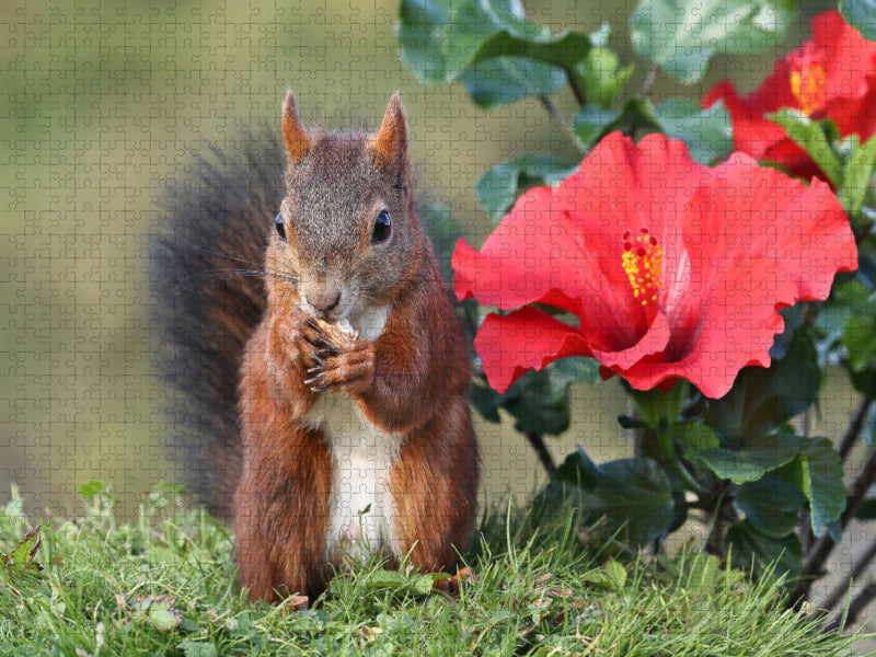 Eichhörnchen mit großer Hibiskusblüte - CALVENDO Foto-Puzzle