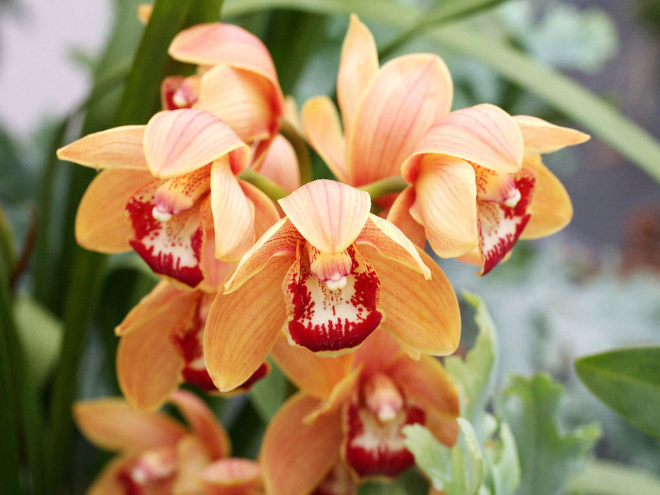 Cymbidium Orchidee oder Kahnorchidee - CALVENDO Foto-Puzzle