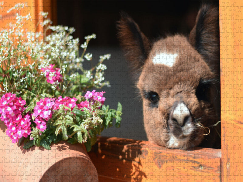 Alpakababy mit Blumen - CALVENDO Foto-Puzzle