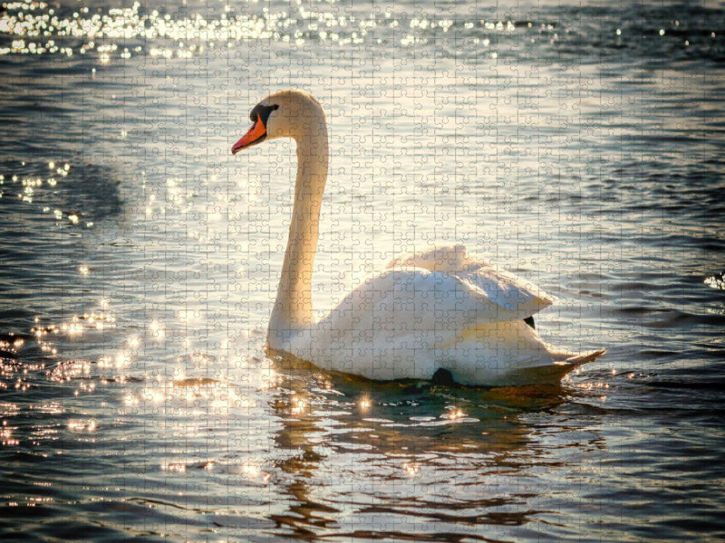 Slowing down in Masuria, on the path of the swans - CALVENDO photo puzzle 
