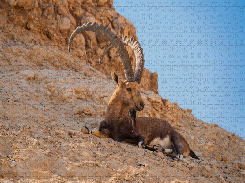 Nubischer Steinbock (Capra nubiana) bei Arad - CALVENDO Foto-Puzzle
