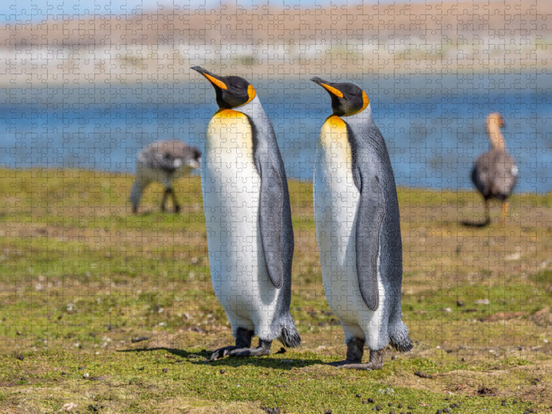 Königspinguine / King Penguins - CALVENDO Foto-Puzzle