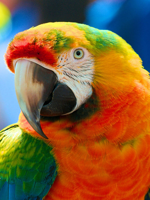 Papagei - farbenprächtiger Regenbogenara - CALVENDO Foto-Puzzle