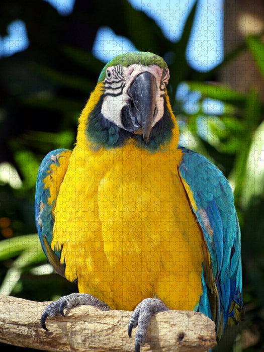 Papagei - stolzer Gelbbrustara - CALVENDO Foto-Puzzle