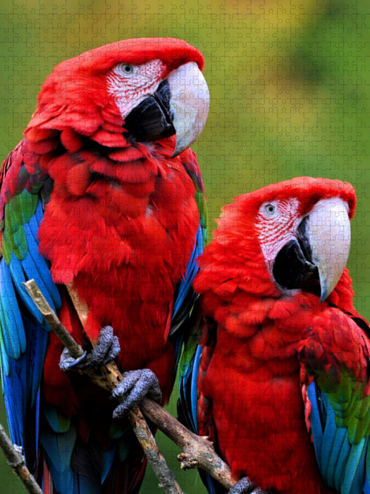 Papageien - Grünflügelara Pärchen - CALVENDO Foto-Puzzle