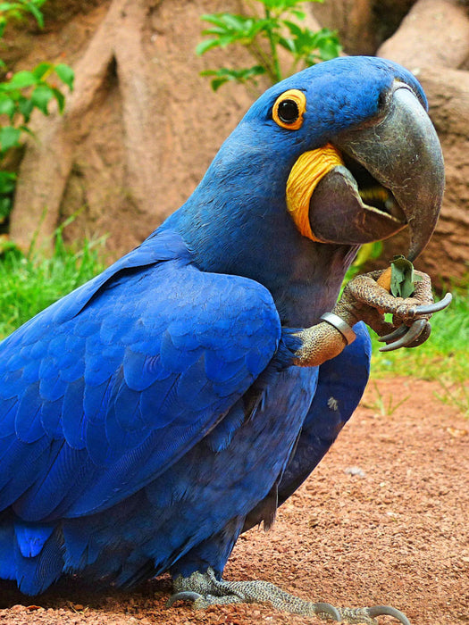 Papagei - verspielter Hyazinth-Ara - CALVENDO Foto-Puzzle