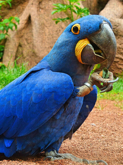 Papagei - verspielter Hyazinth-Ara - CALVENDO Foto-Puzzle
