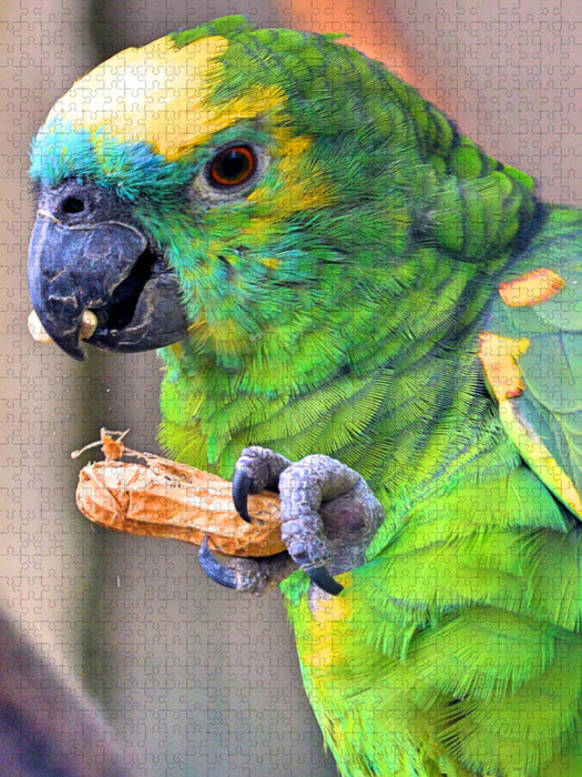 Papagei - Blaustirnamazone knabbert eine Erdnuss - CALVENDO Foto-Puzzle