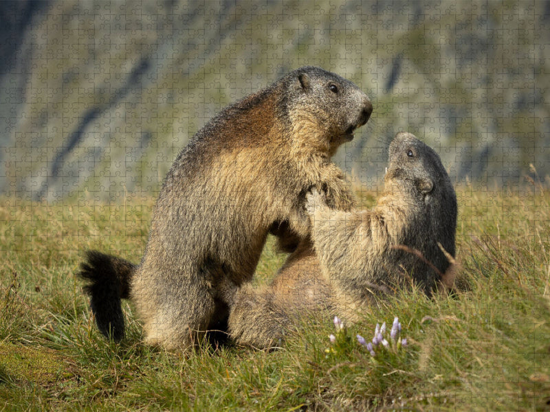 Murmeltier Raufbolde - CALVENDO Foto-Puzzle