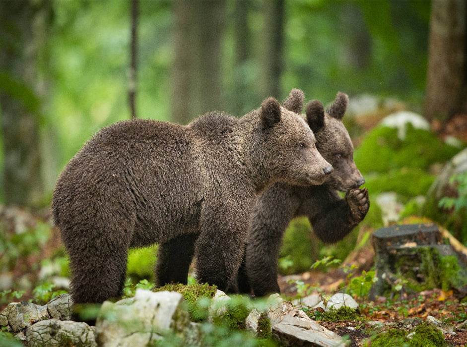 Braunbären in Slowenien - CALVENDO Foto-Puzzle