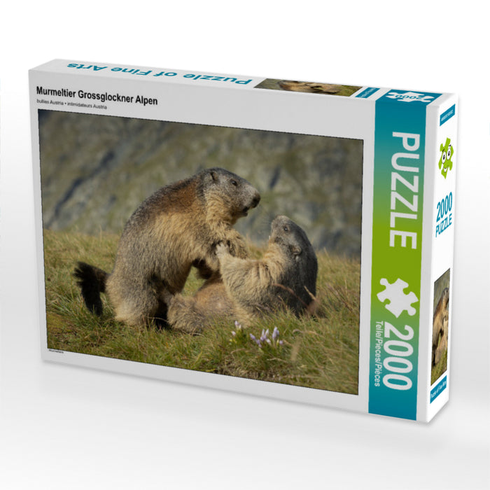 Marmotte des Alpes du Grossglockner - Puzzle photo CALVENDO 