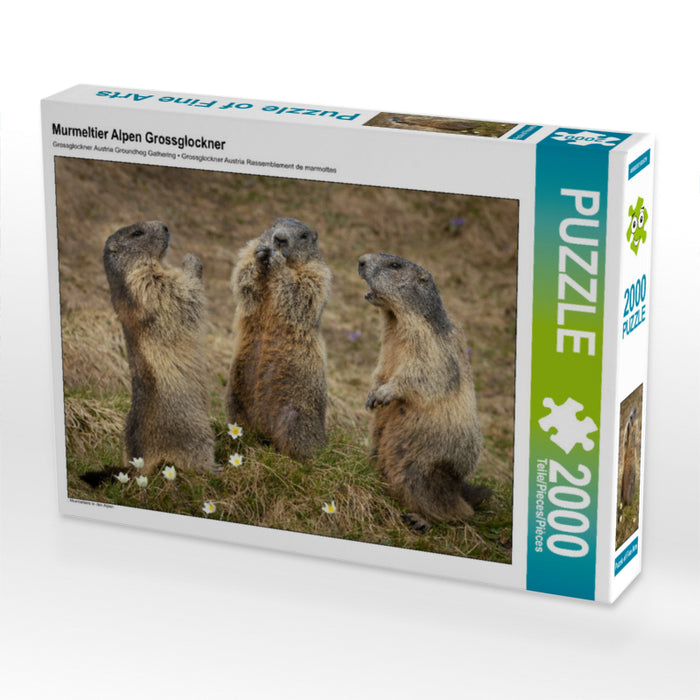Marmottes Alpes Grossglockner - Puzzle photo CALVENDO 