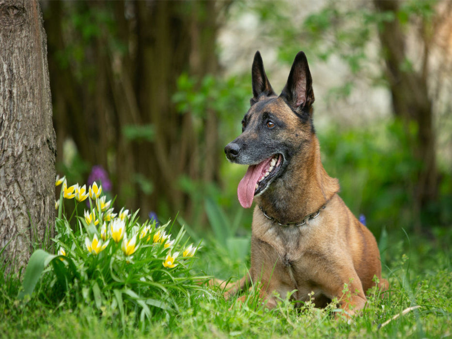 Un motif du calendrier Malinois - partenaire à quatre pattes - Puzzle photo CALVENDO' 