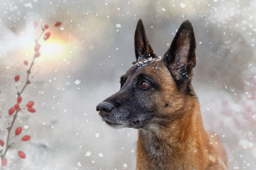 Premium textile canvas A motif from the calendar Malinois - partners on four paws 