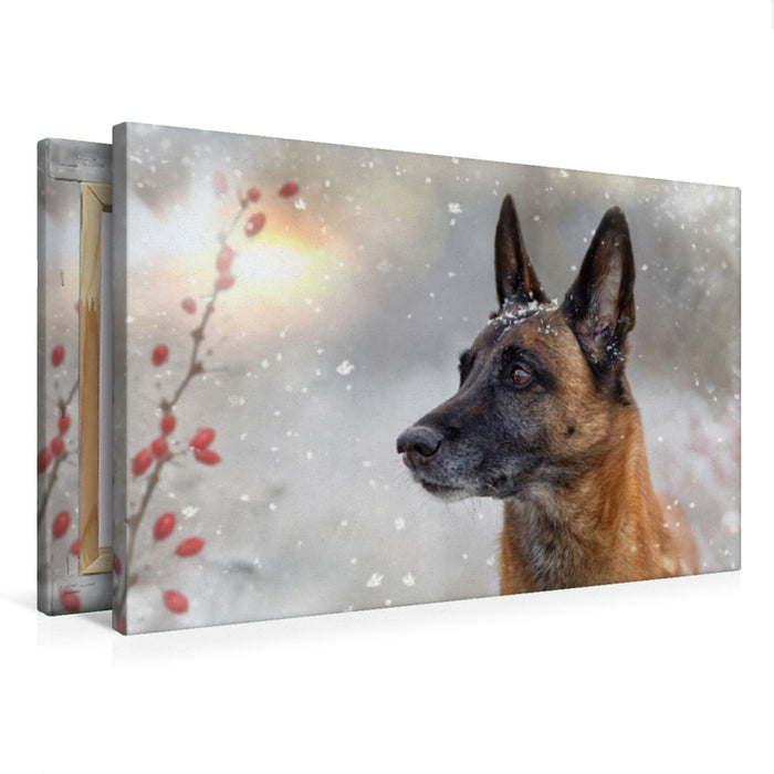 Premium Textil-Leinwand Ein Motiv aus dem Kalender Malinois - Partner auf vier Pfoten