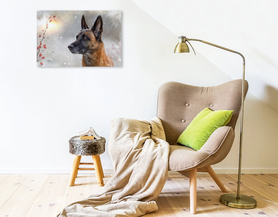 Premium Textil-Leinwand Ein Motiv aus dem Kalender Malinois - Partner auf vier Pfoten