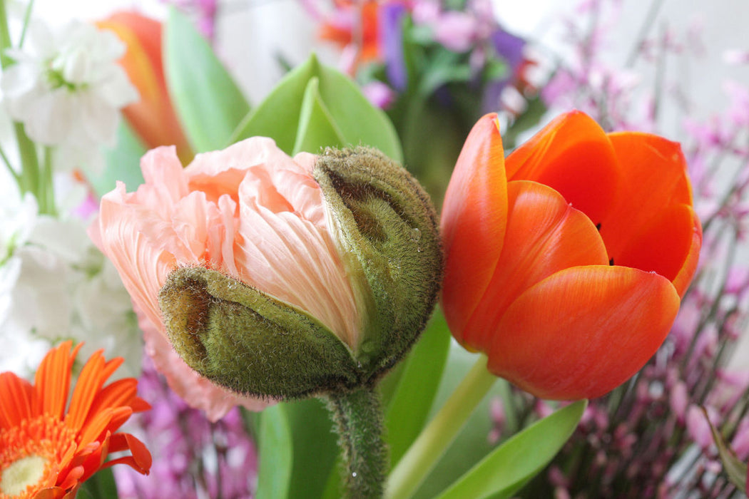 Premium textile canvas Iceland poppy and tulip 