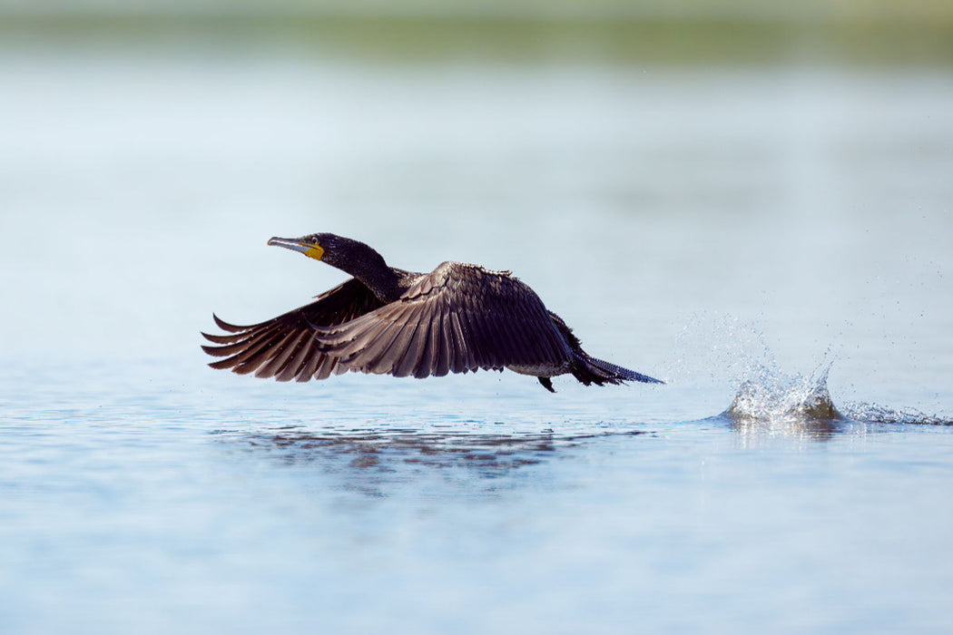 Premium textile canvas cormorant 