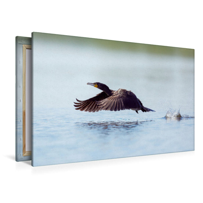 Premium textile canvas cormorant 