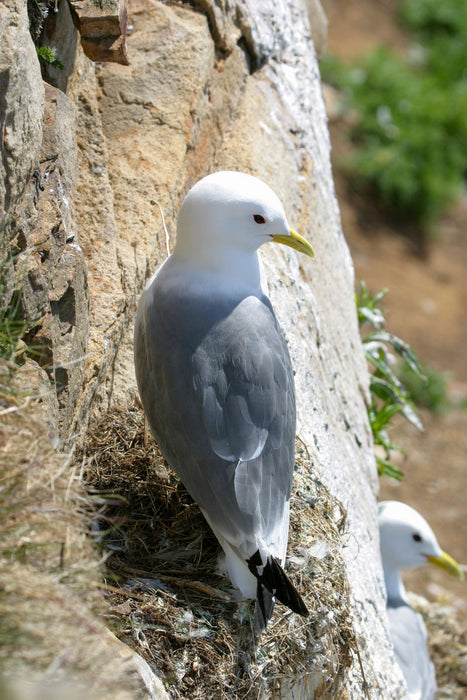 Premium textile canvas Kittiwake 