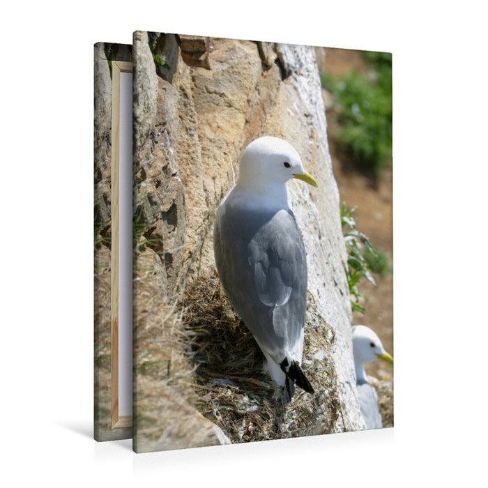 Premium textile canvas Kittiwake 