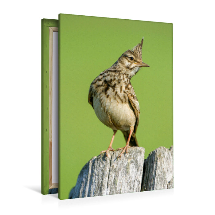 Premium textile canvas Crested Lark 