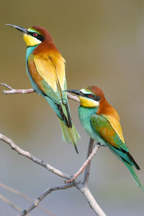 Premium textile canvas European bee-eater 