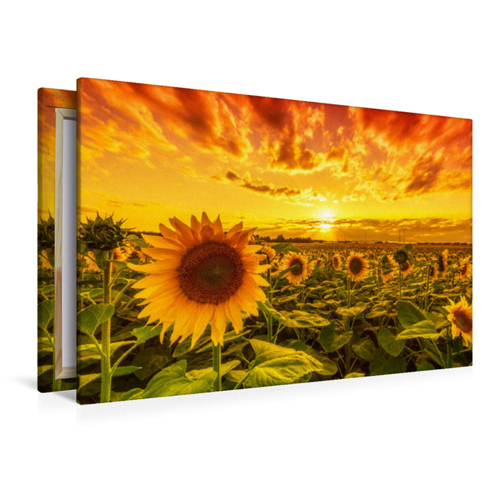 Premium textile canvas sunflower field in reform 