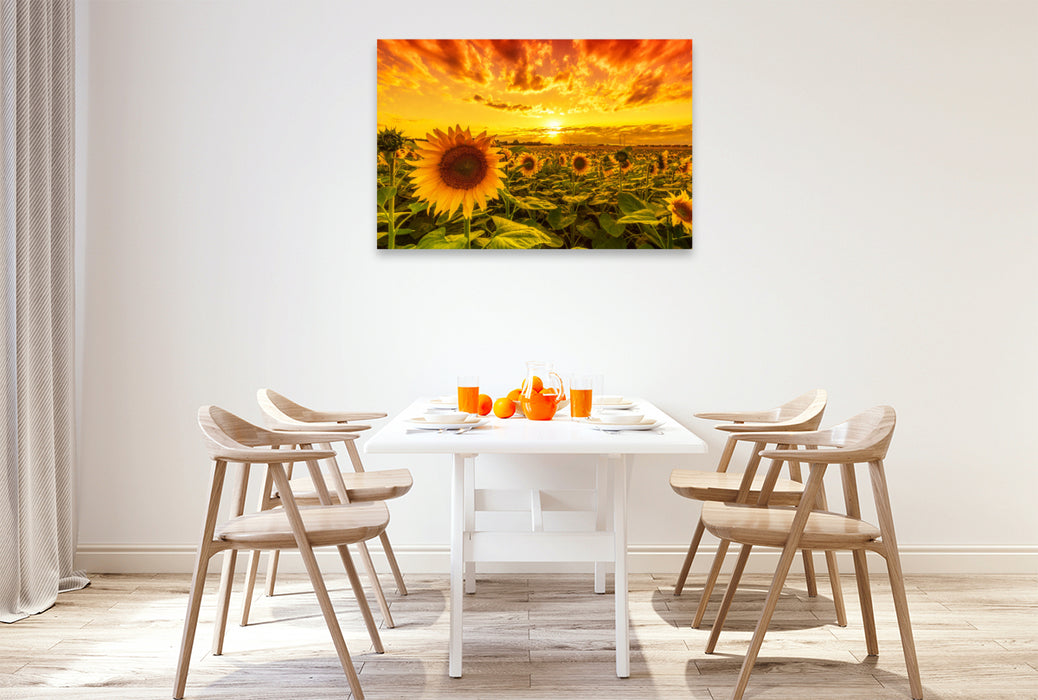 Premium textile canvas sunflower field in reform 