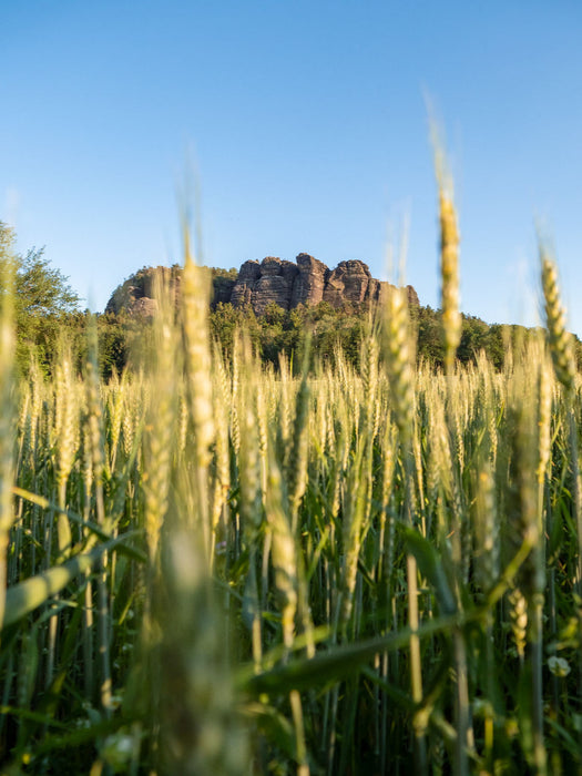 Pfaffenstein Nordseite - Blick aus Richtung Pfaffendorf - CALVENDO Foto-Puzzle'