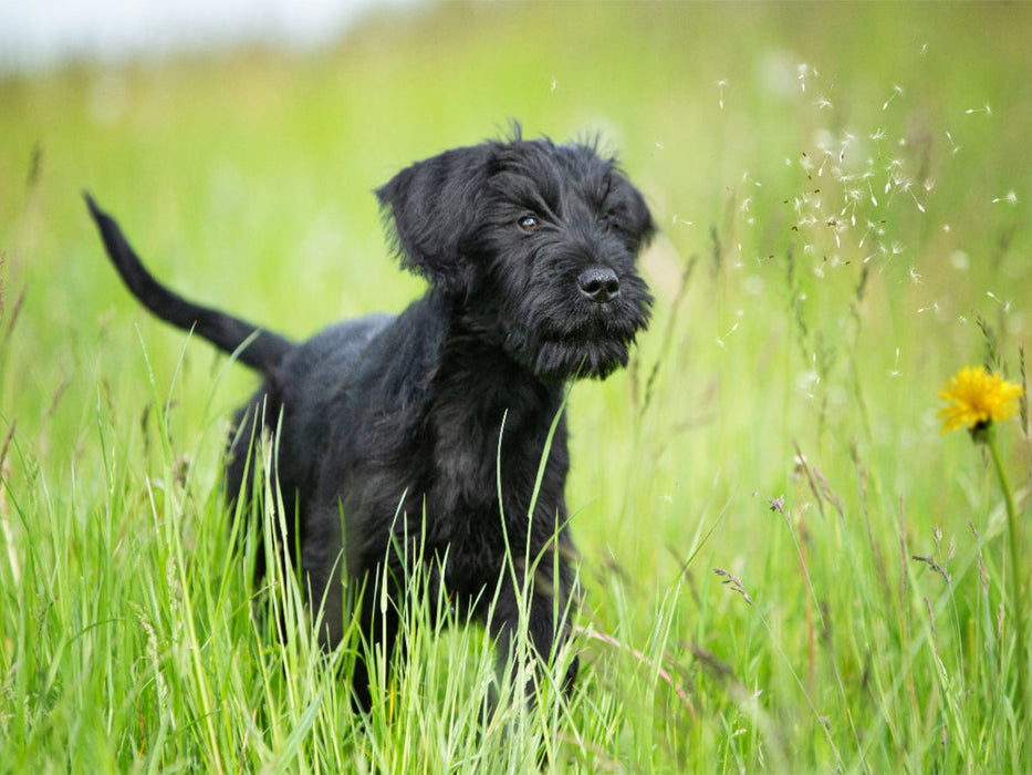 Giant Schnauzer... dogs with strong characters - CALVENDO photo puzzle 