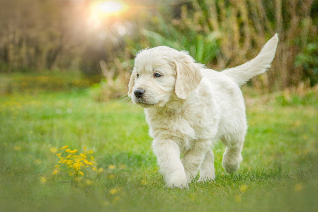 Premium textile canvas A motif from the calendar Golden Retriever... dogs of the heart 