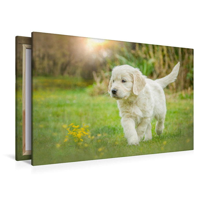 Premium Textil-Leinwand Ein Motiv aus dem Kalender Golden Retriever... Herzenshunde