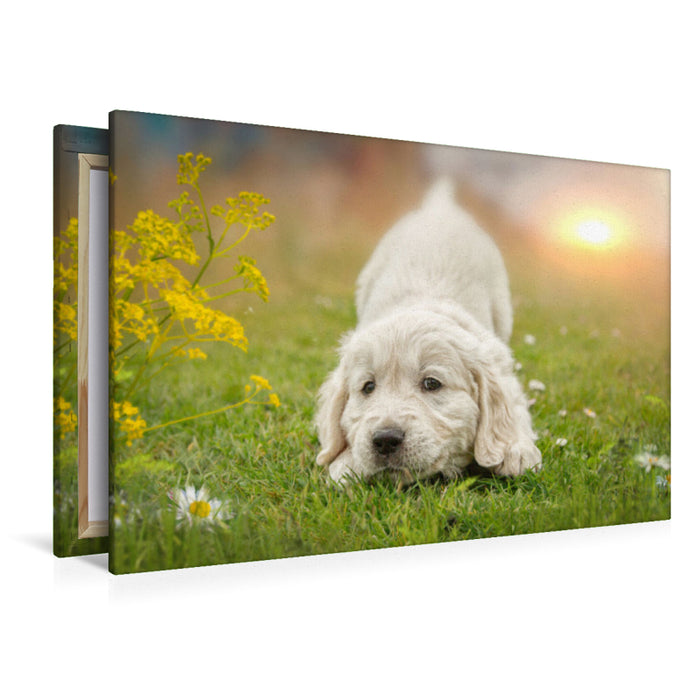 Premium Textil-Leinwand Ein Motiv aus dem Kalender Golden Retriever... Herzenshunde