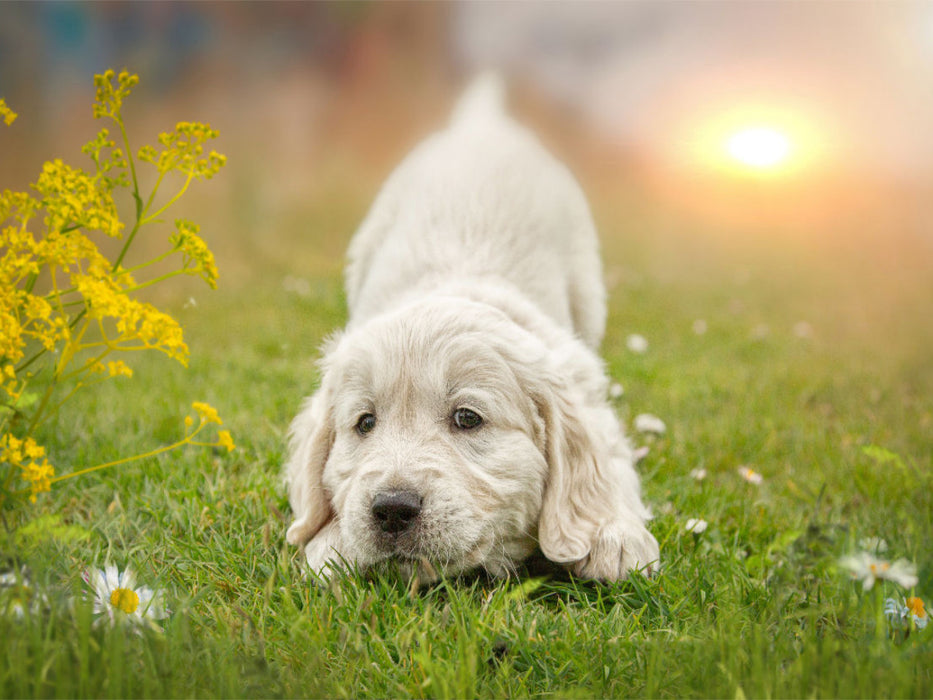 Golden Retriever... dogs of the heart - CALVENDO photo puzzle 