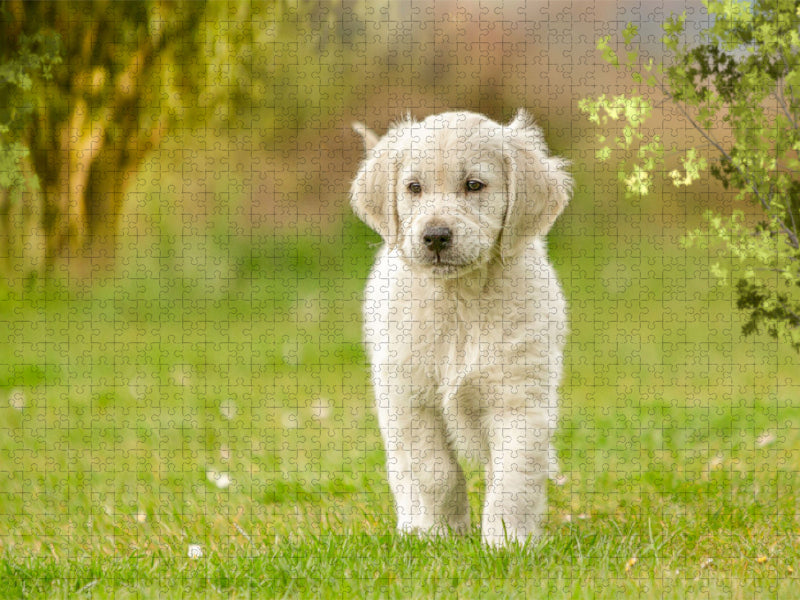 Un motif du calendrier Golden Retriever... chiens de coeur - Puzzle photo CALVENDO' 